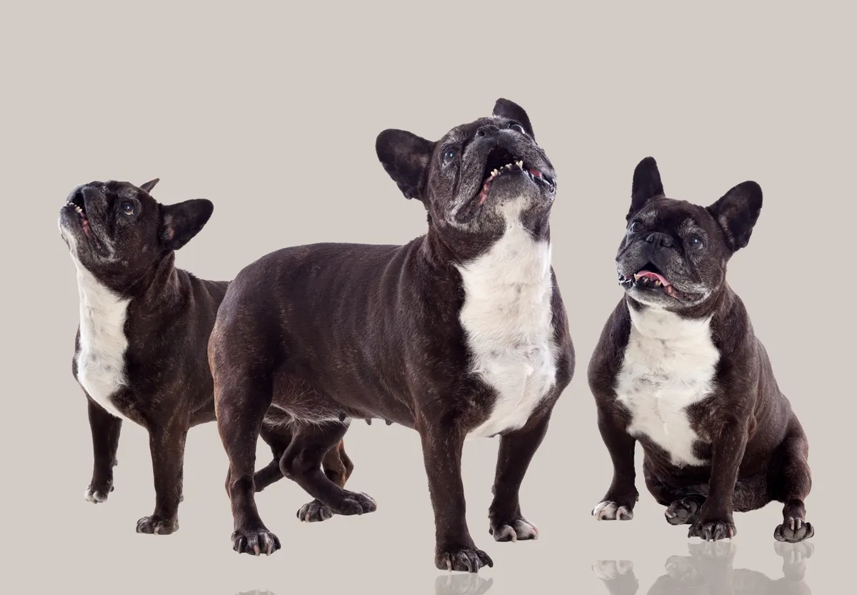 Buldog Francuski – wady i zalety rasy, czyli co kryje się za uroczą mordką